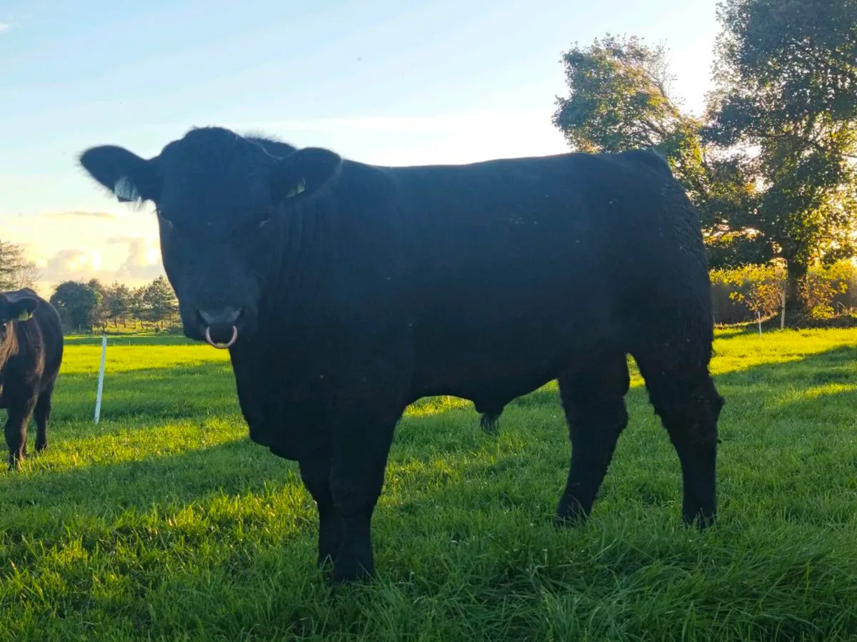 Pedigree Angus Heifer and Bull - Image 3