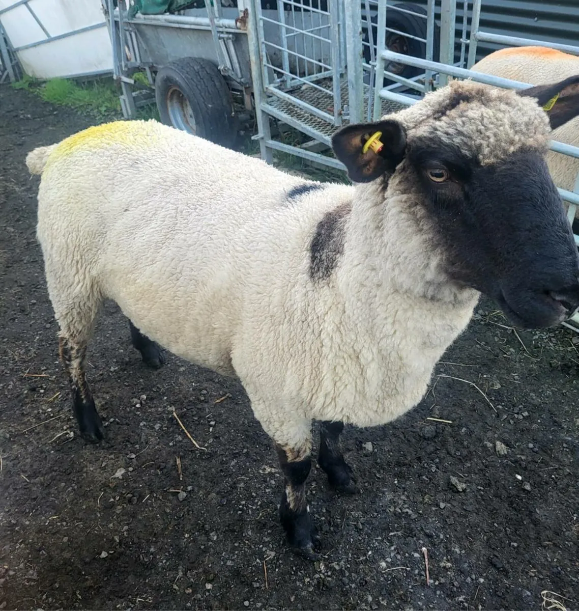 TIPPED HOGGETS - Image 3
