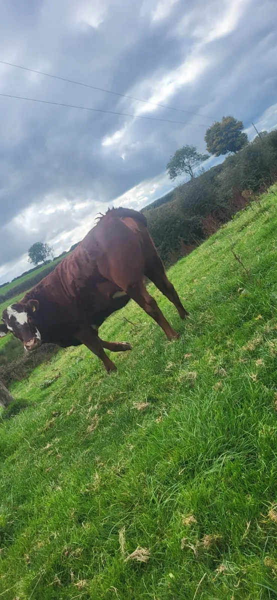 Heifer - Image 1