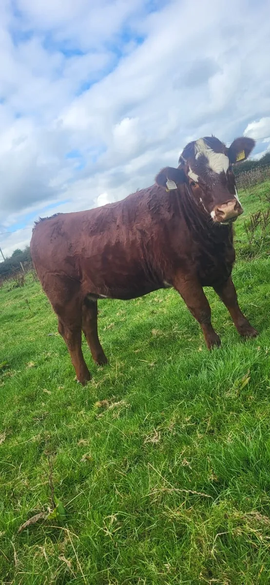 Heifer - Image 2