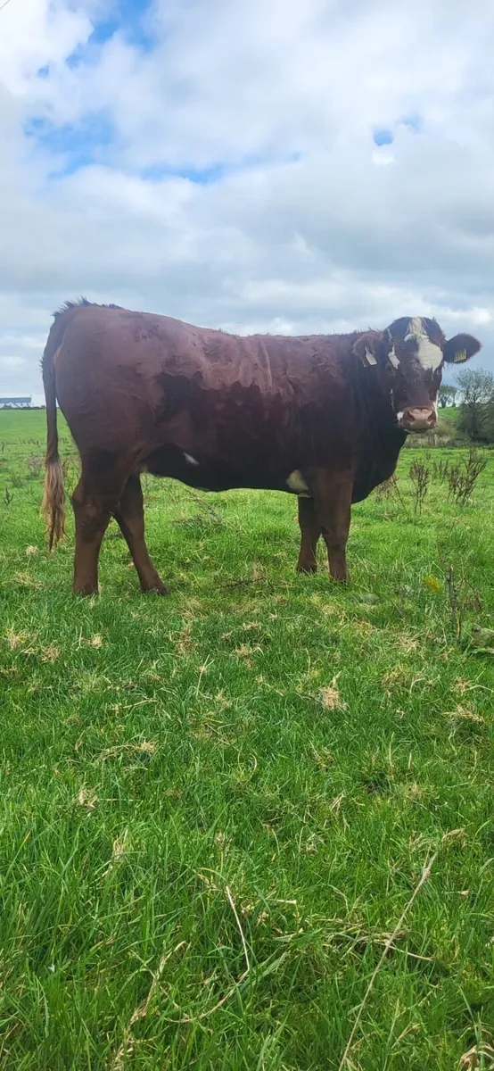Heifer - Image 3