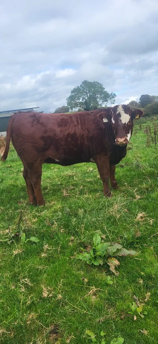 Heifer - Image 4