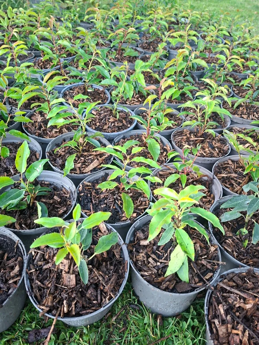 Portuguese Laurel - Image 1