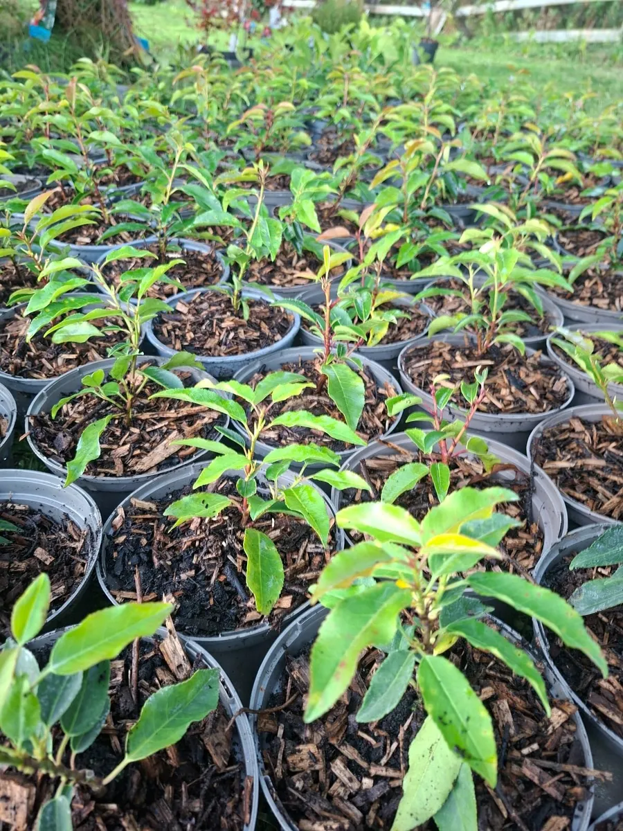 Portuguese Laurel - Image 2