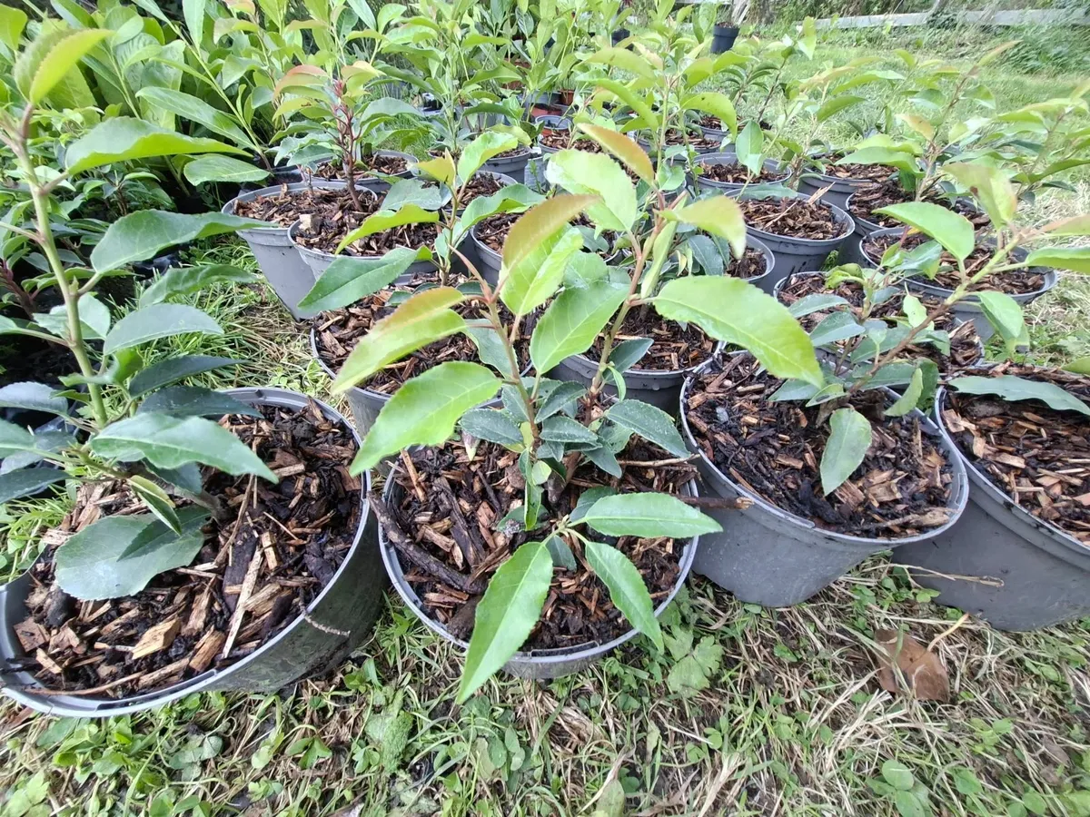 Portuguese Laurel - Image 4
