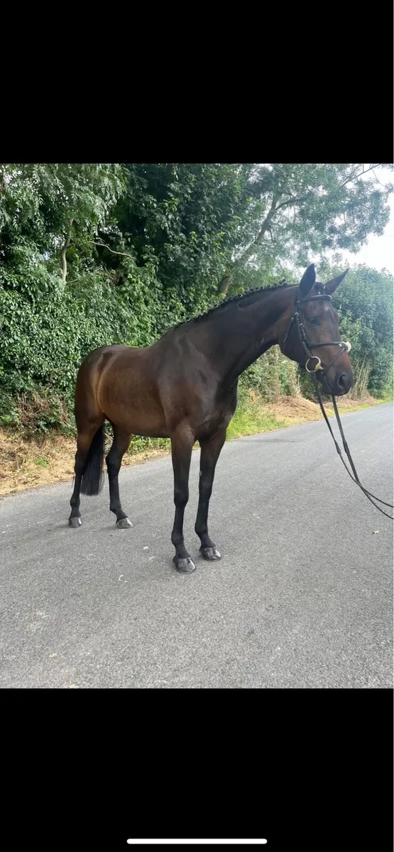 Cougar mare - Image 1