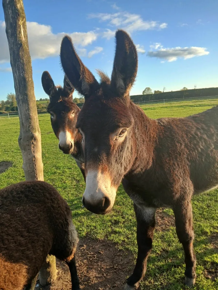 Donkeys - Image 3