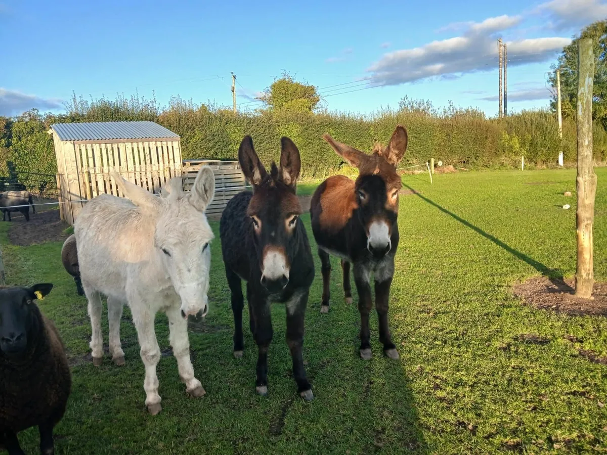 Donkeys - Image 1