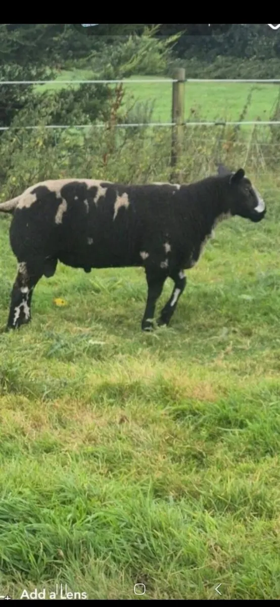 Dutch spotted ram. - Image 1