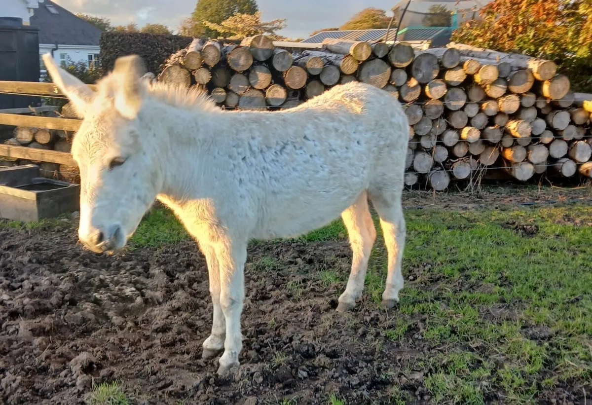 Donkeys - Image 4