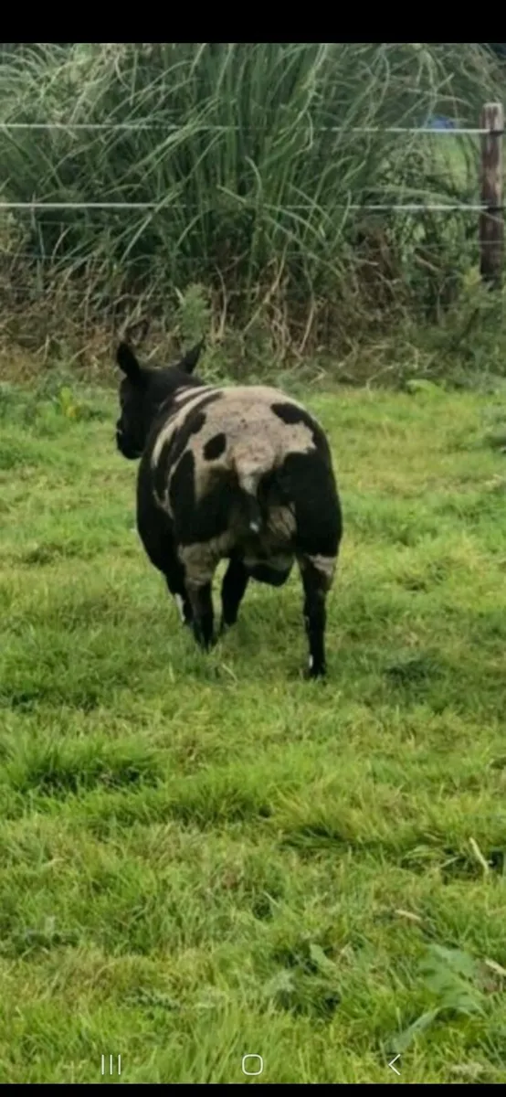 Dutch spotted ram. - Image 2