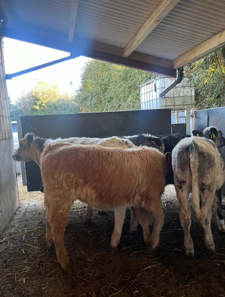 4 and 5 ⭐️ heifers for sale🔥 - Image 1