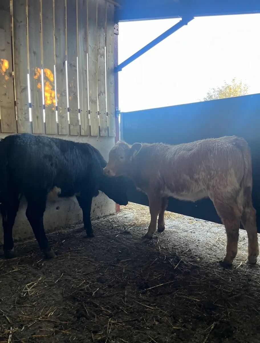 4 and 5 ⭐️ heifers for sale🔥 - Image 2