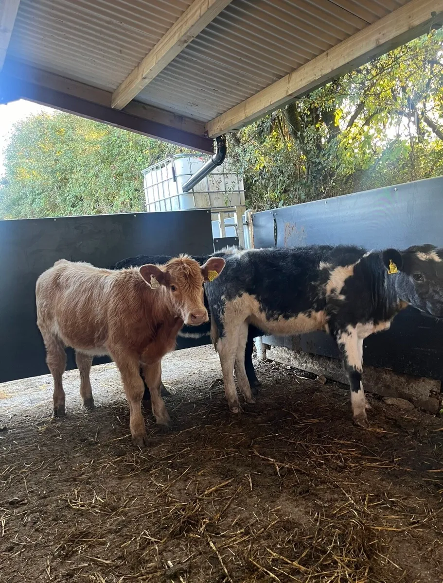 4 and 5 ⭐️ heifers for sale🔥 - Image 3