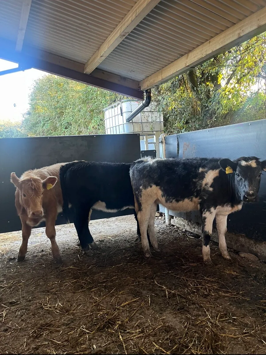 4 and 5 ⭐️ heifers for sale🔥 - Image 4