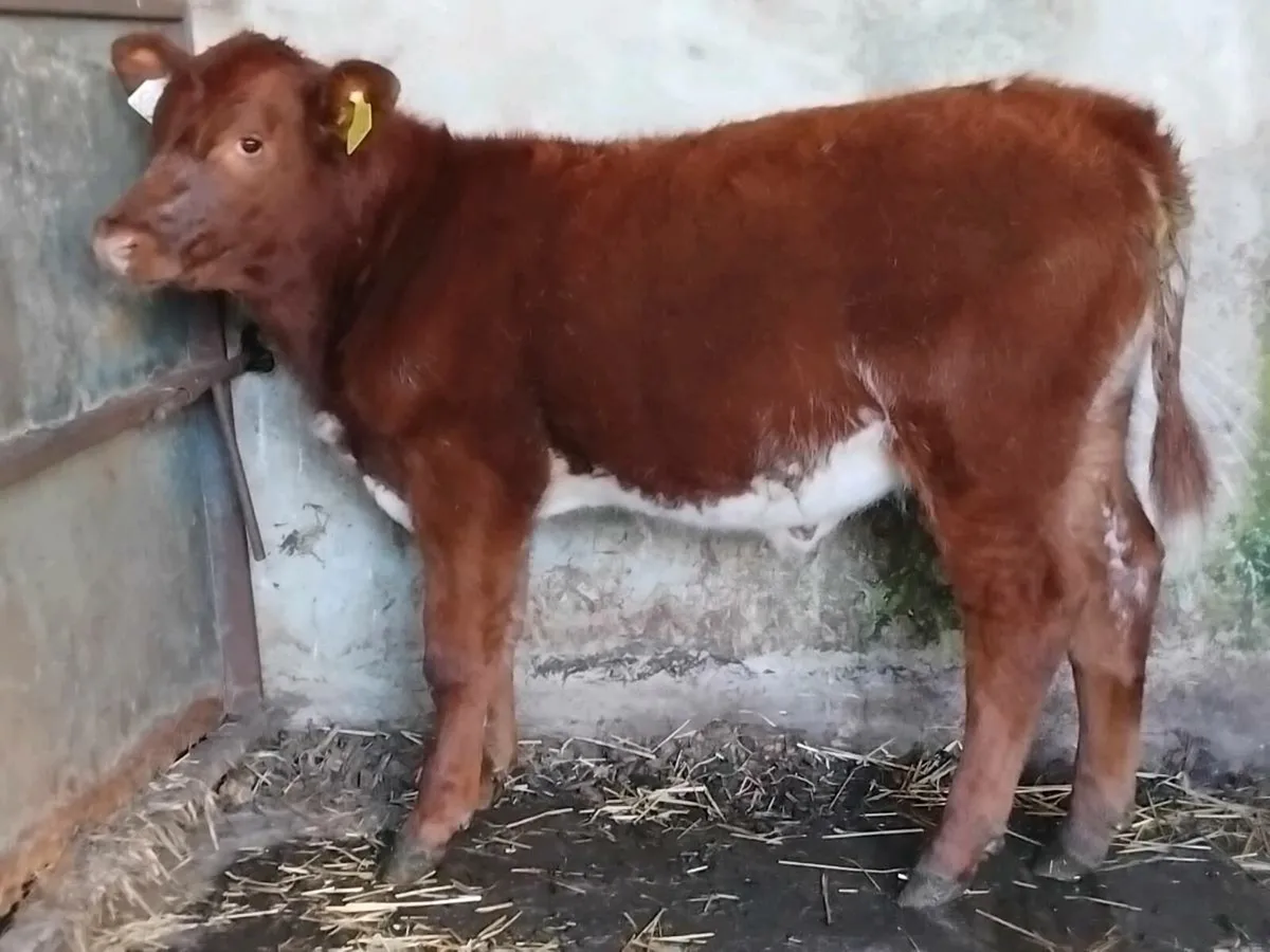 Roan Belgian Blue Weanling Heifer - Image 3