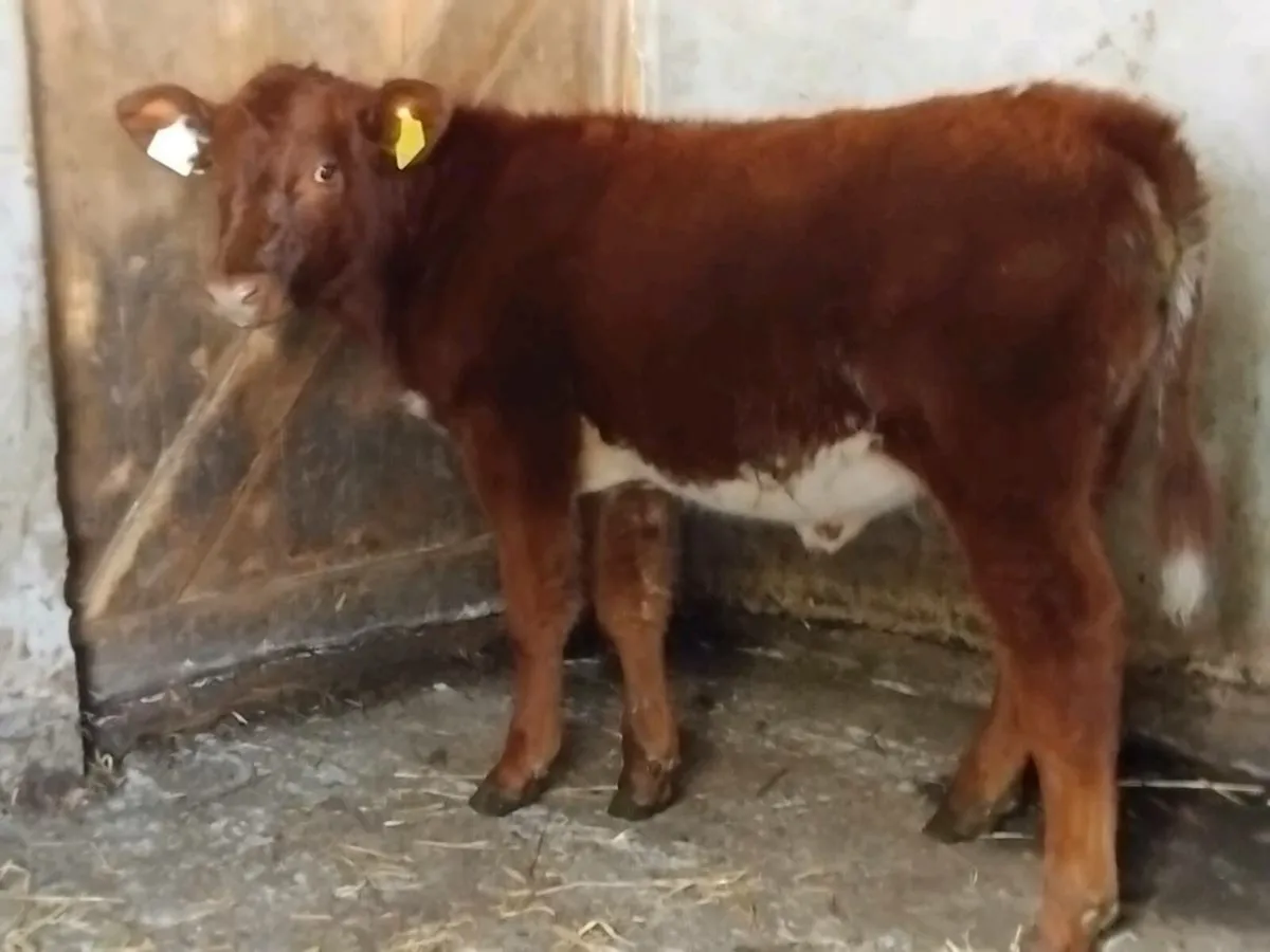 Roan Belgian Blue Weanling Heifer - Image 1