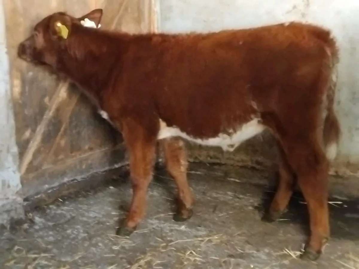 Roan Belgian Blue Weanling Heifer - Image 4
