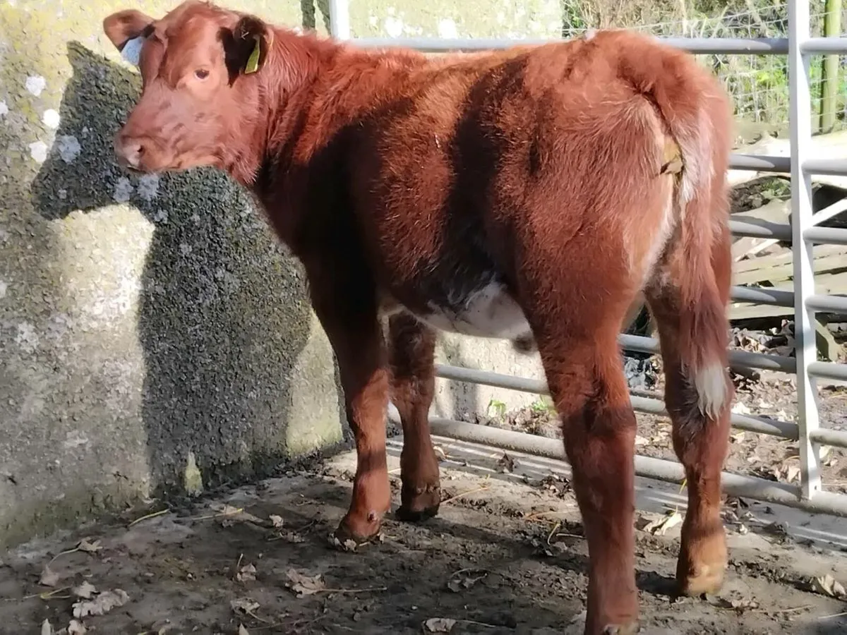 Roan Belgian Blue Weanling Heifer - Image 2
