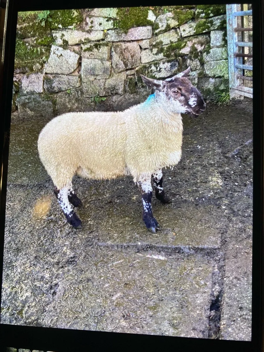 Sheep - Image 1