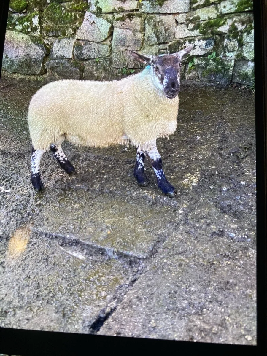 Sheep - Image 2