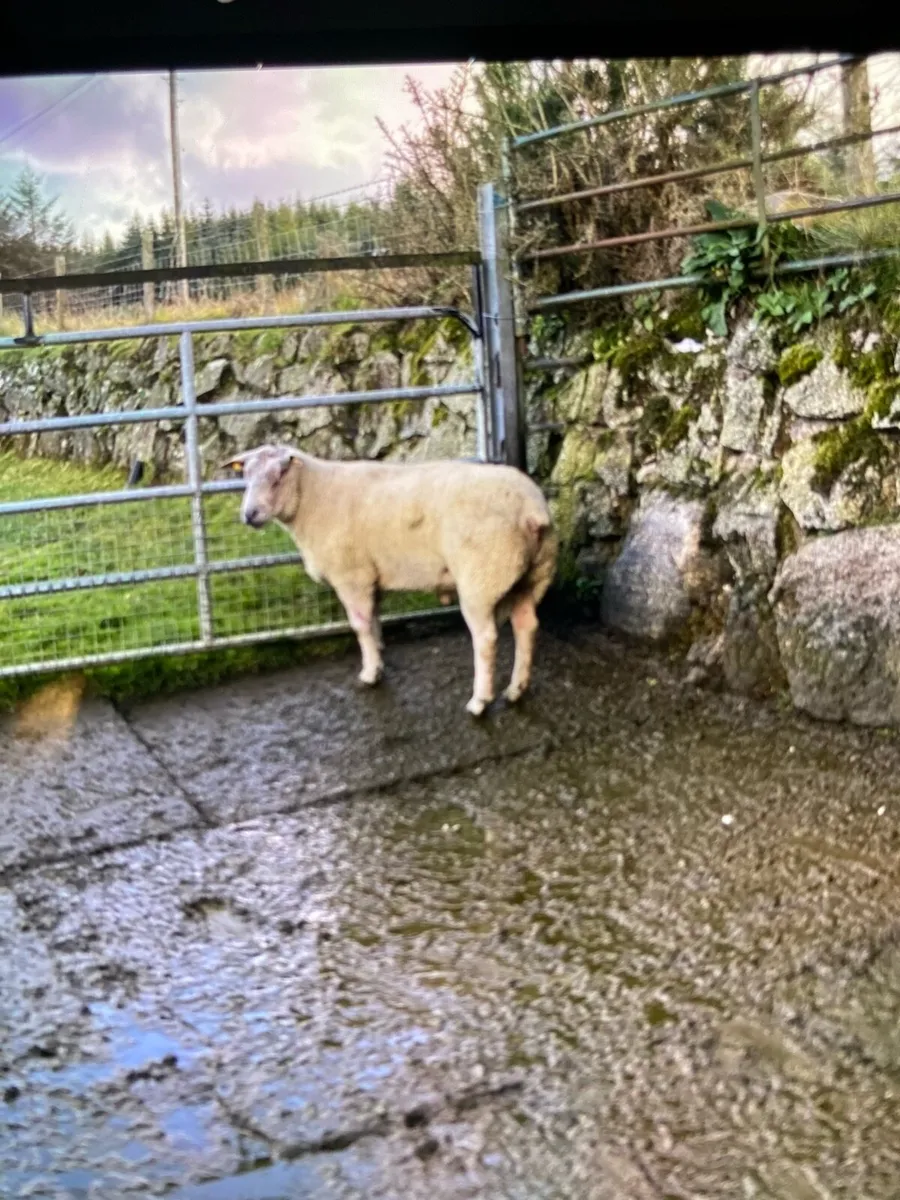Sheep - Image 3