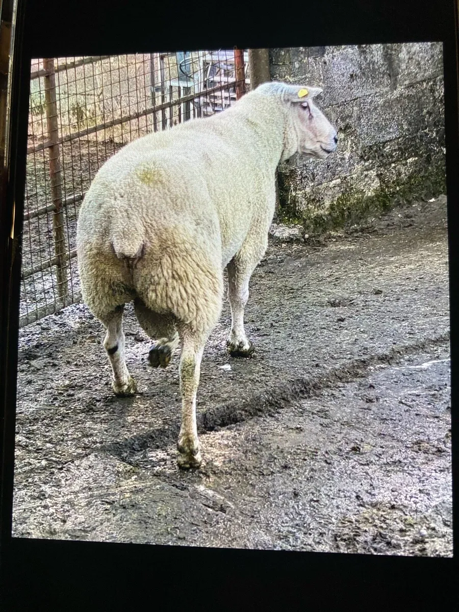 Sheep - Image 4