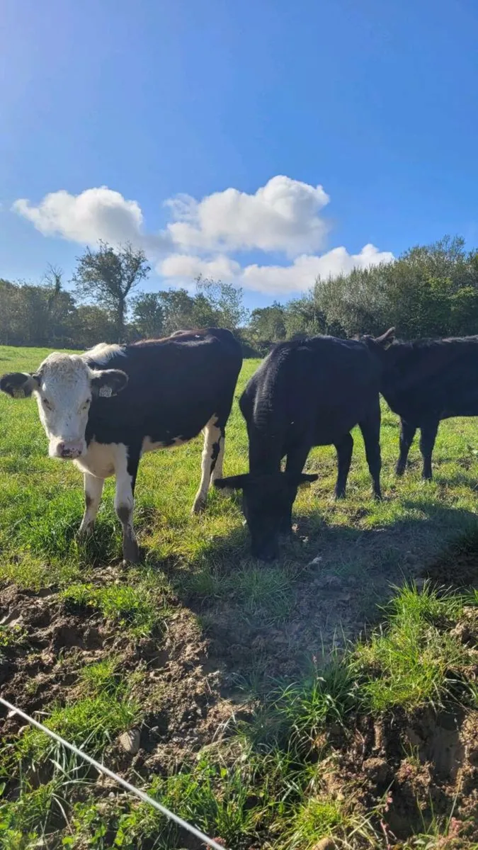 Angus , hereford heifers - Image 1
