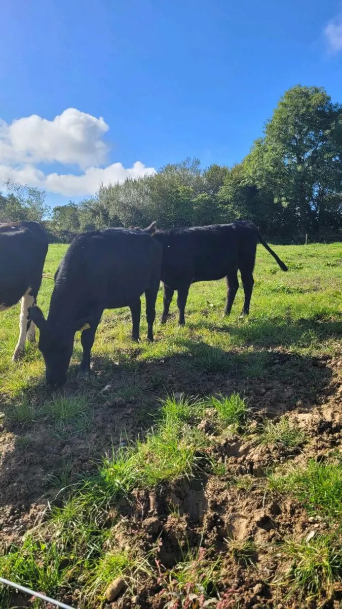 Angus , hereford heifers - Image 2