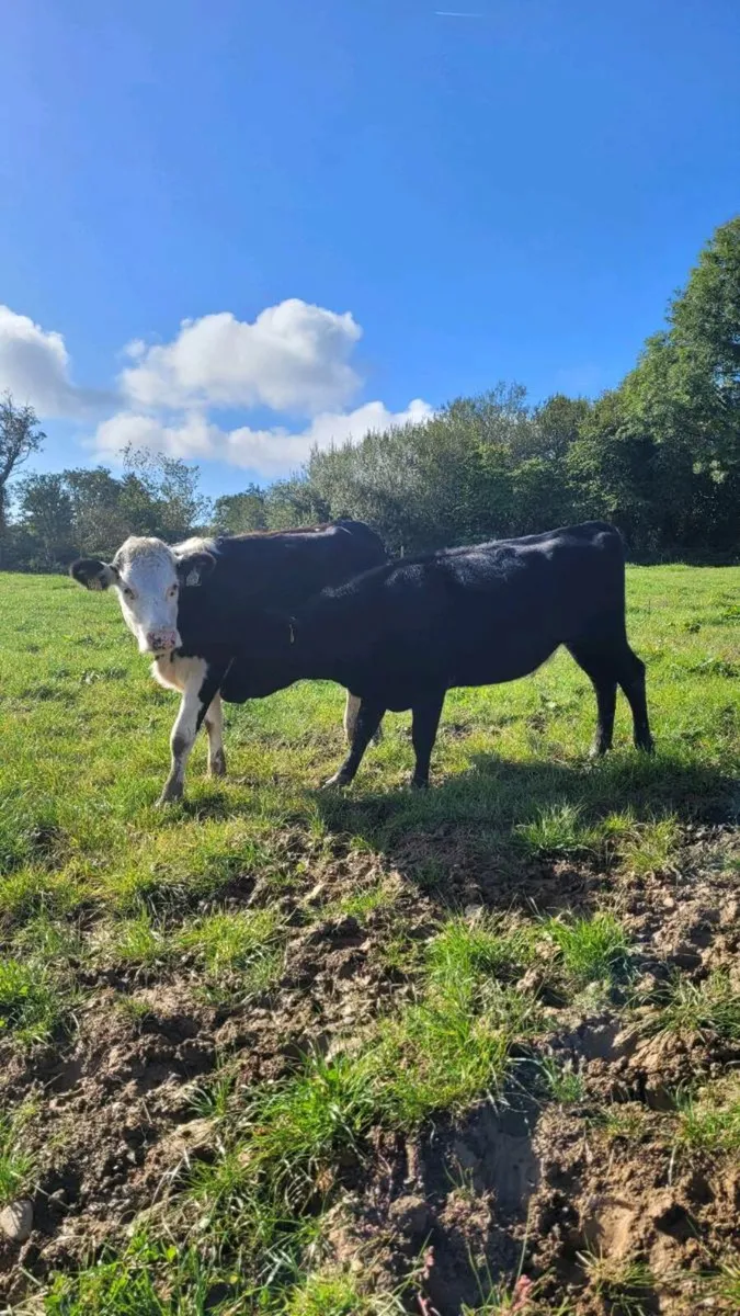 Angus , hereford heifers - Image 3