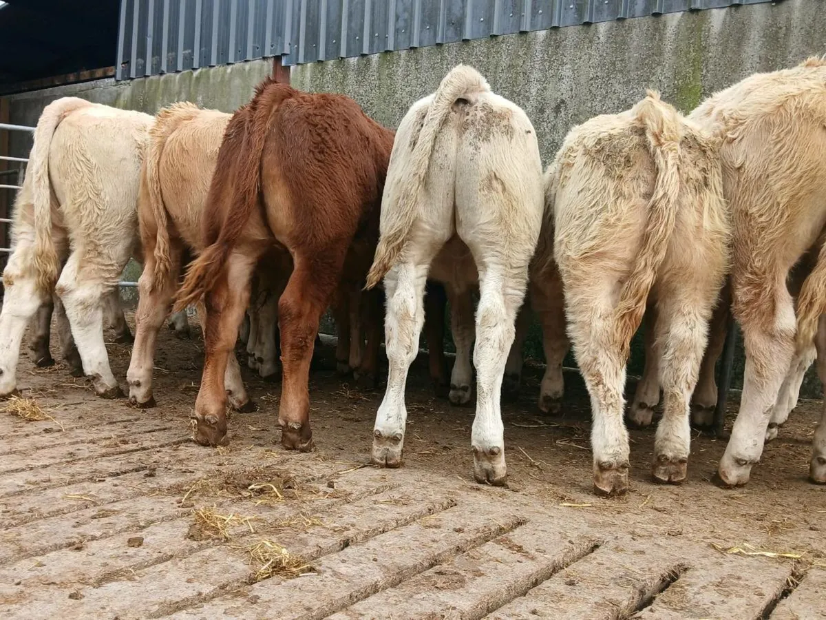 10 Smashing Bull Weanlings - Image 1