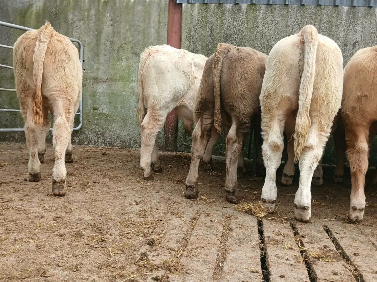 10 Smashing Bull Weanlings - Image 2
