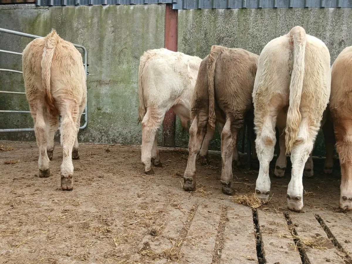 10 Smashing Bull Weanlings - Image 3
