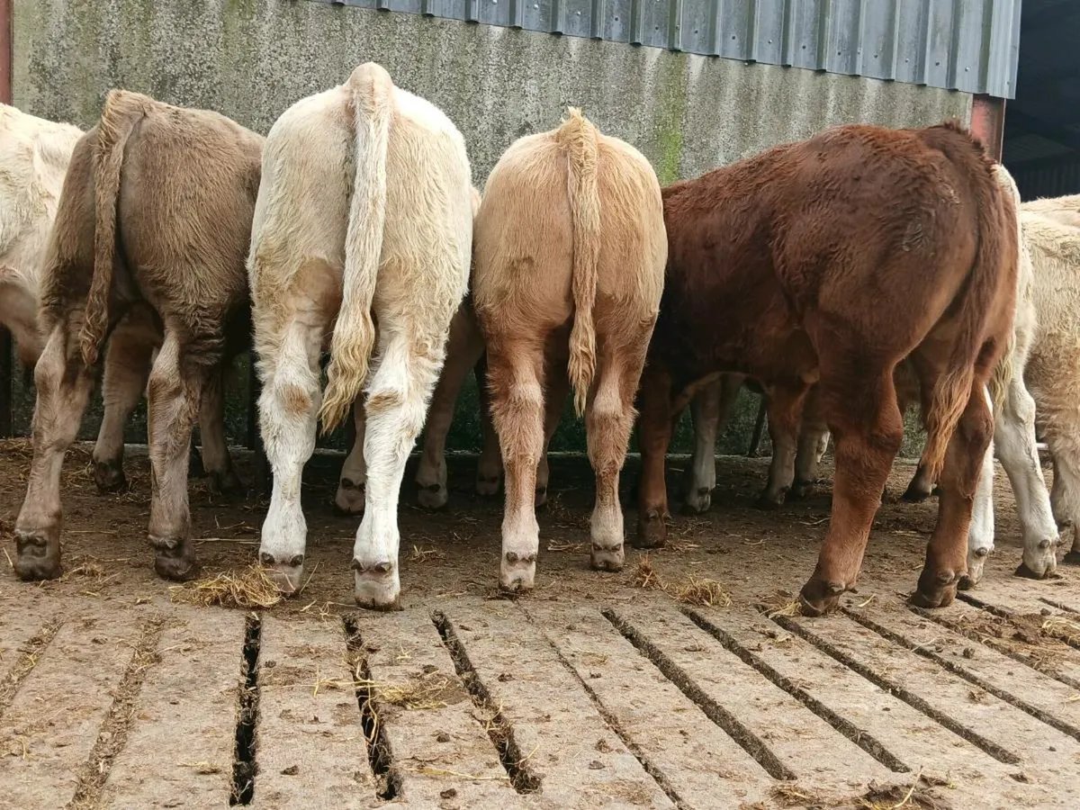 10 Smashing Bull Weanlings - Image 4