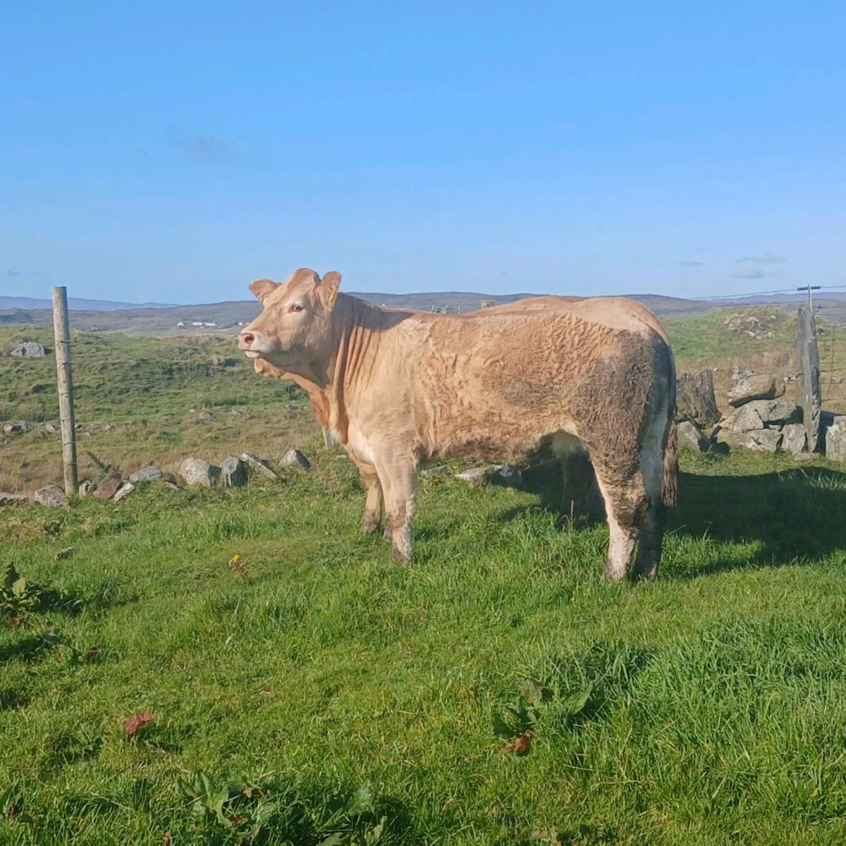 Breeding Heifer - Image 2