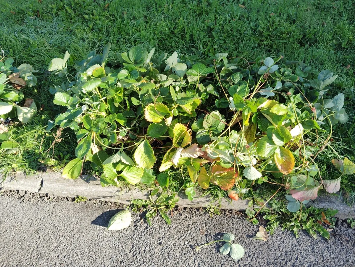 Strawberry bush - Image 1