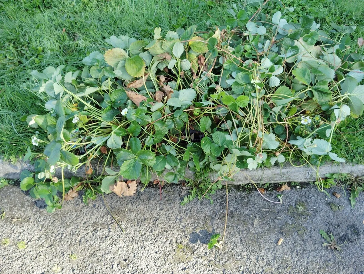 Strawberry bush - Image 2