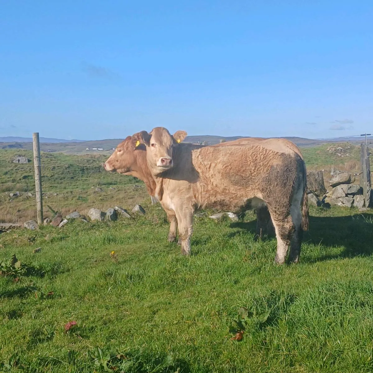 Breeding Heifer - Image 1