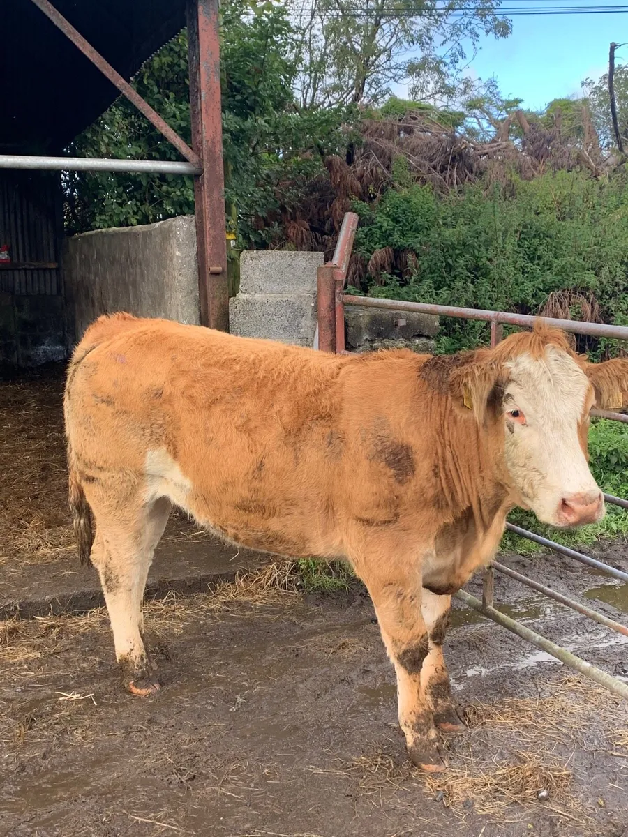 Super LMX bulling heifer for sale - Image 4
