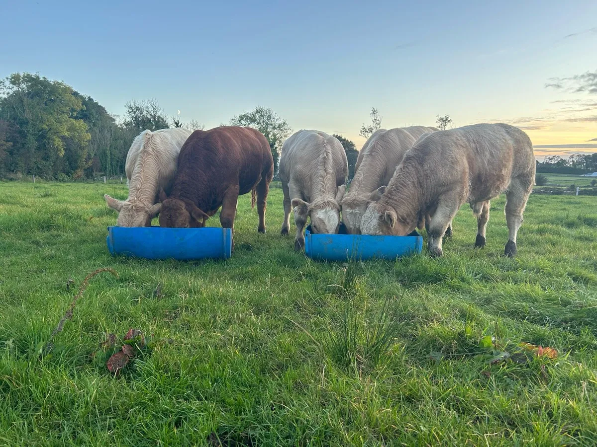 Bull Weanlings - Balla Mart - 30th Sept - Image 1