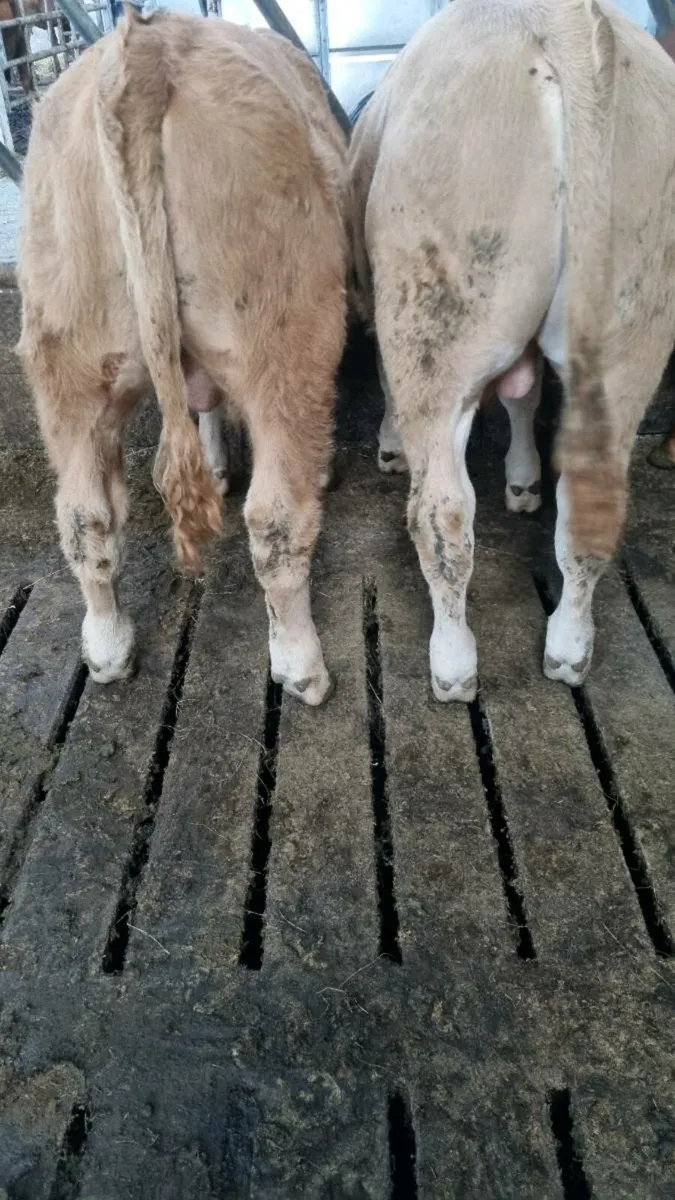 3 Weanling Bulls for Ennis Mart 30th of Sept - Image 3