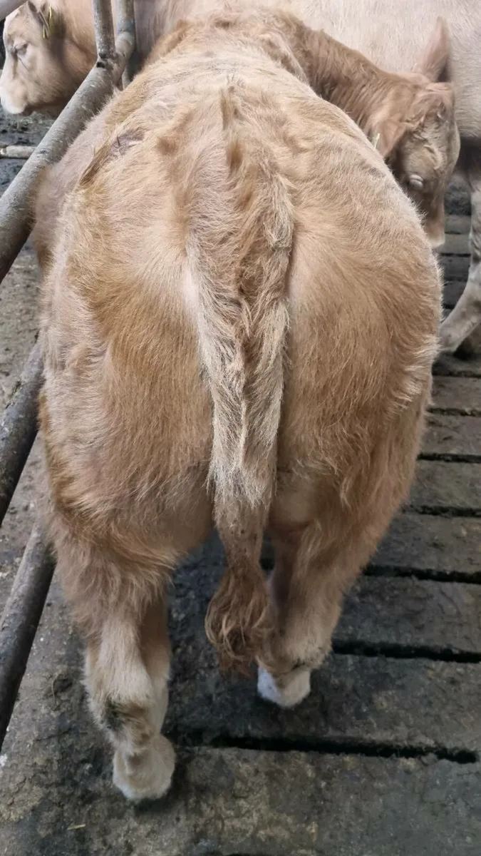 3 Weanling Bulls for Ennis Mart 30th of Sept - Image 4