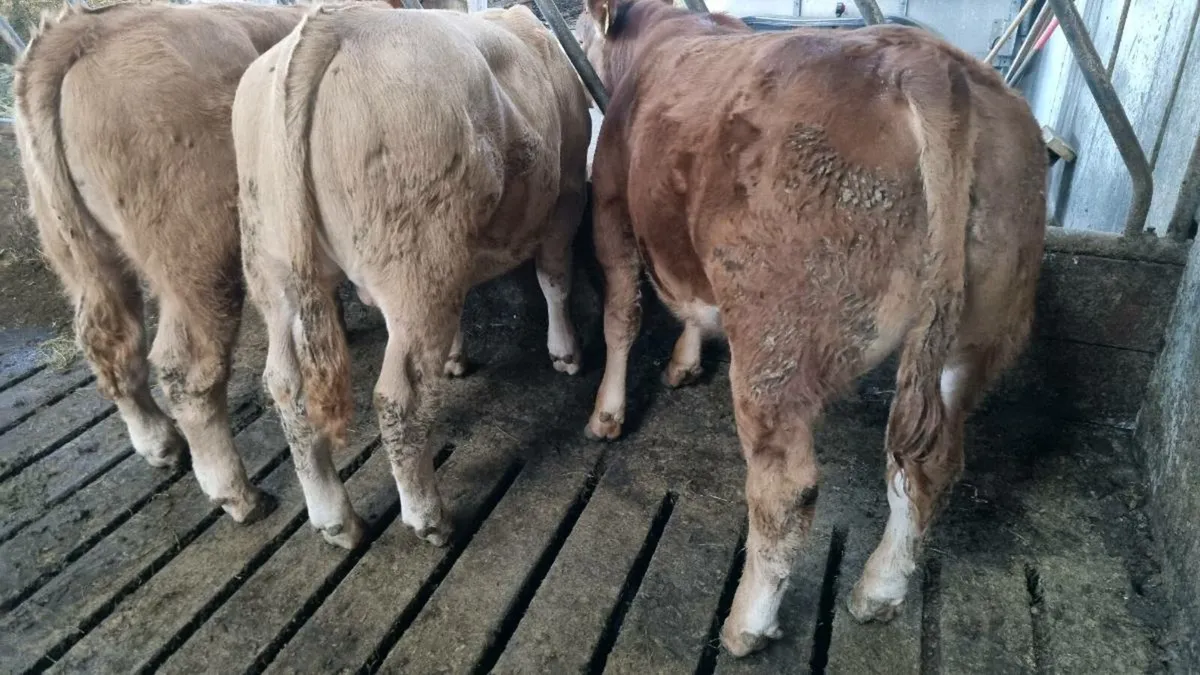 3 Weanling Bulls for Ennis Mart 30th of Sept - Image 1