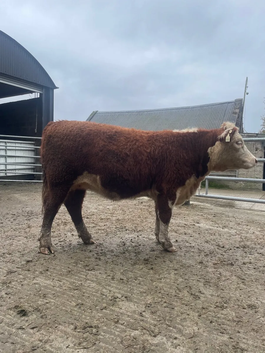 PBR Hereford Heifer - Image 1