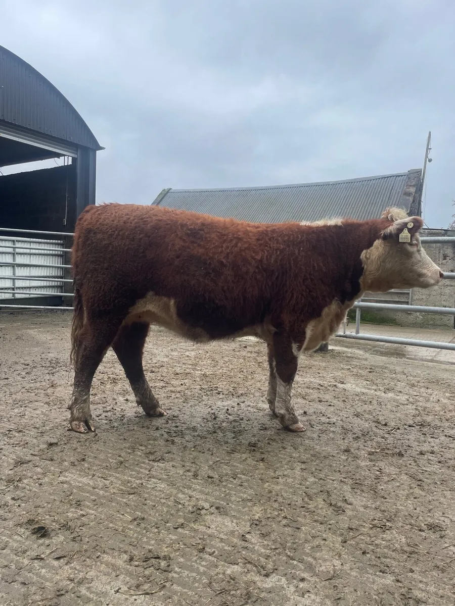 PBR Hereford Heifer - Image 2