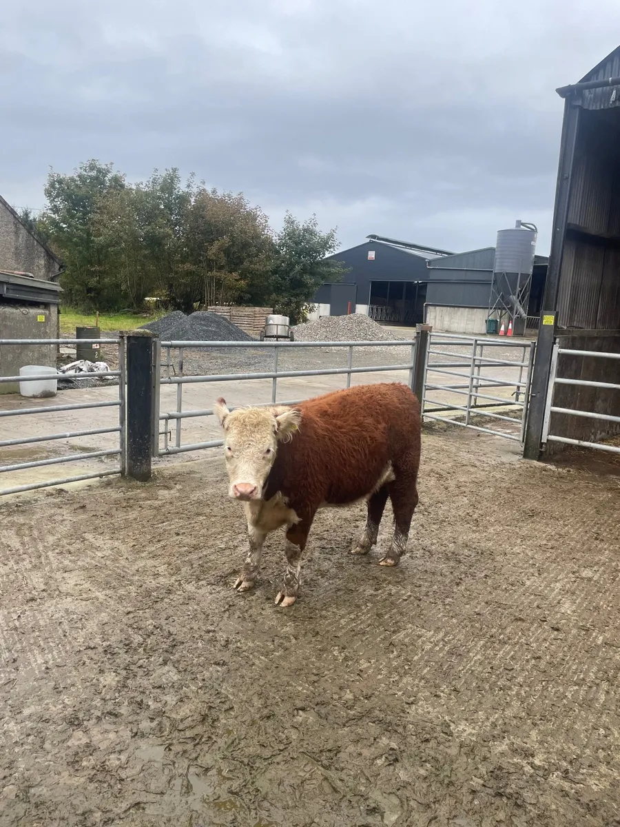 PBR Hereford Heifer - Image 3