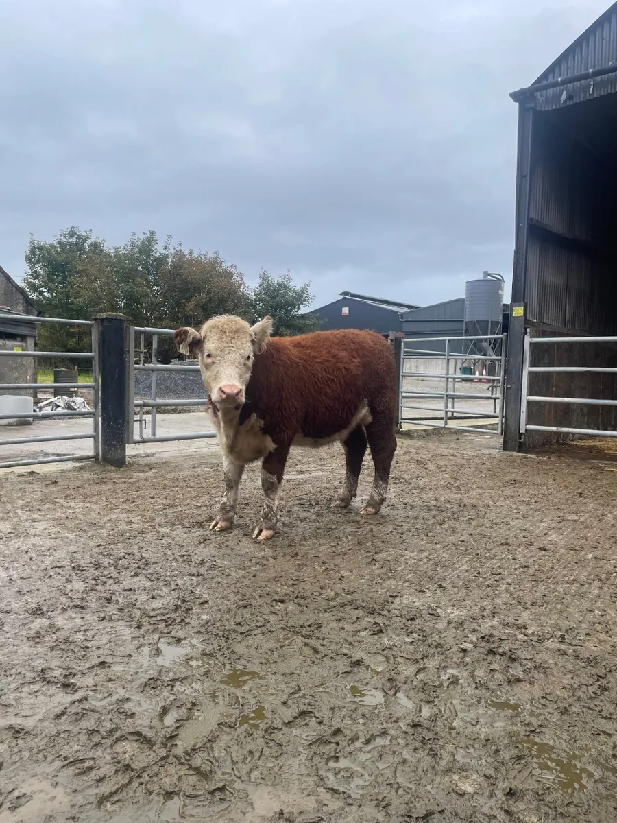 PBR Hereford Heifer - Image 4