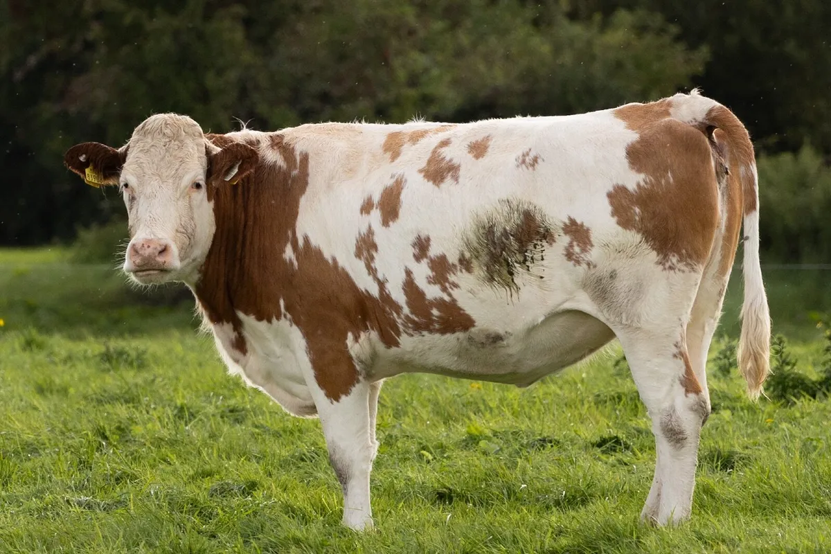 15 Incalf Suckler Heifers- Due Nov on to PB Lim - Image 2