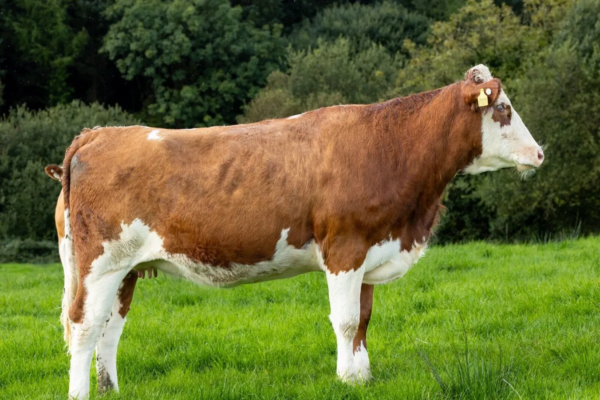 15 Incalf Suckler Heifers- Due Nov on to PB Lim - Image 3