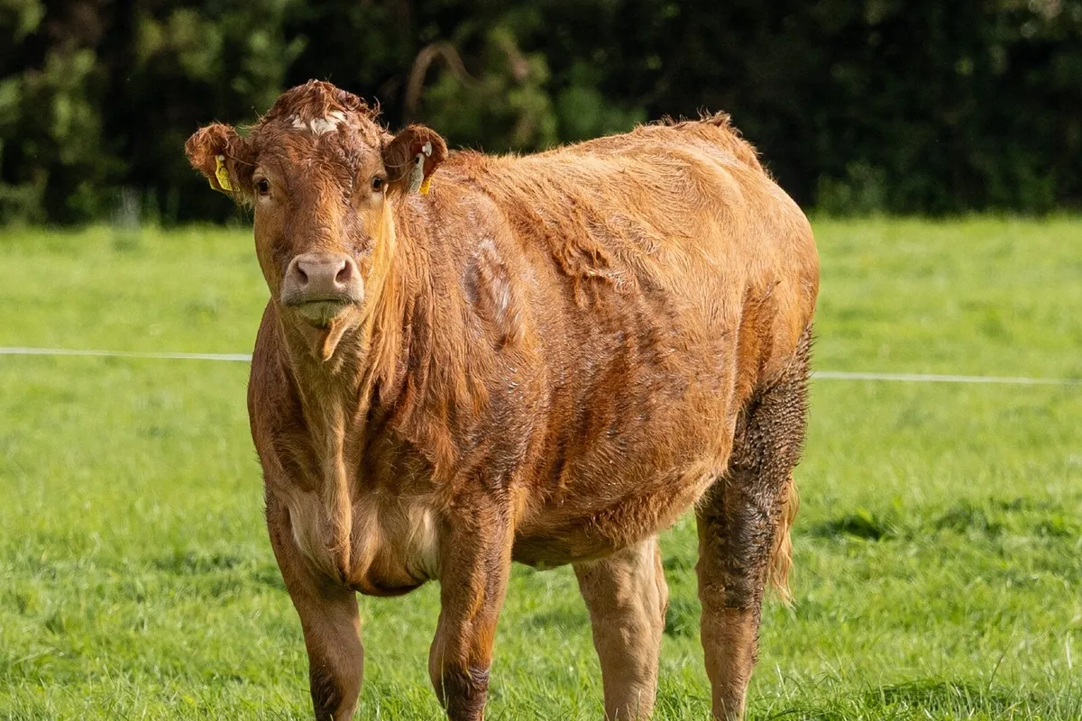 15 Incalf Suckler Heifers- Due Nov on to PB Lim - Image 4
